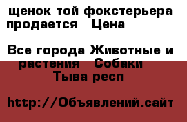 щенок той-фокстерьера продается › Цена ­ 25 000 - Все города Животные и растения » Собаки   . Тыва респ.